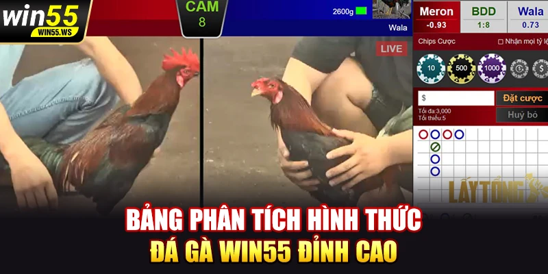 Bảng phân tích hình thức đá gà WIN55 đỉnh cao
