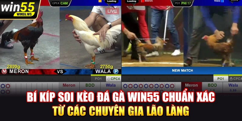 Bí kíp soi kèo đá gà WIN55 chuẩn xác từ các chuyên gia lão làng