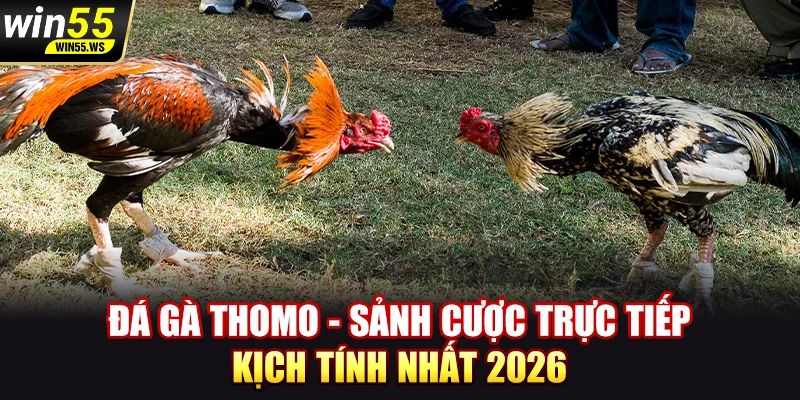 Đá gà Thomo