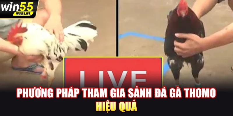 Phương pháp tham gia sảnh đá gà Thomo hiệu quả